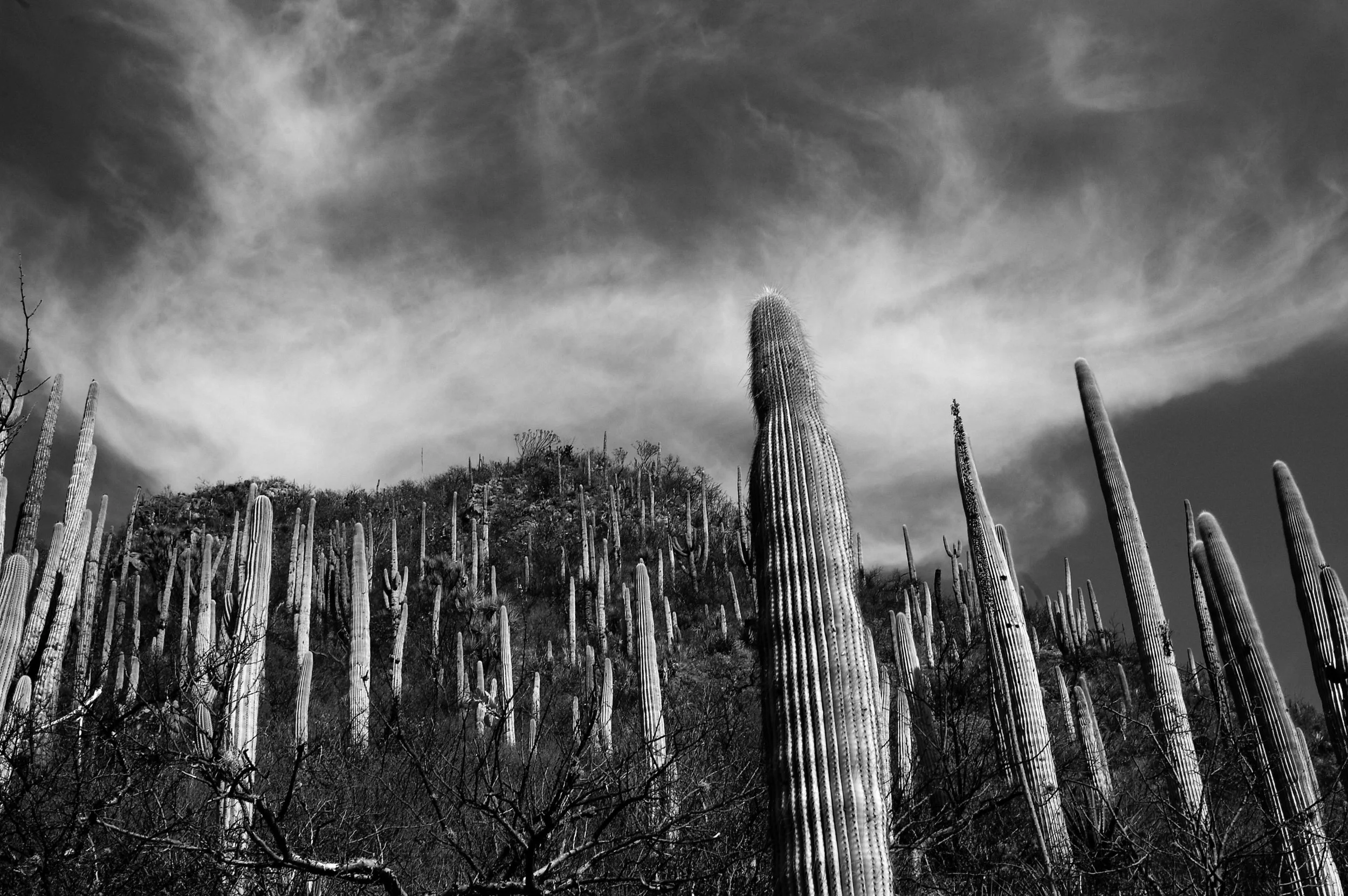 Reserva de la Biosfera Tehuacán-Cuicatlán. México. 2005.