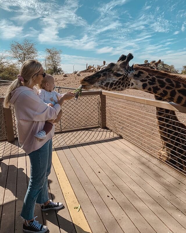 Sunny thought feeding the giraffe&rsquo;s was so funny! I think we will be back to visit again soon! 💛✨🦒