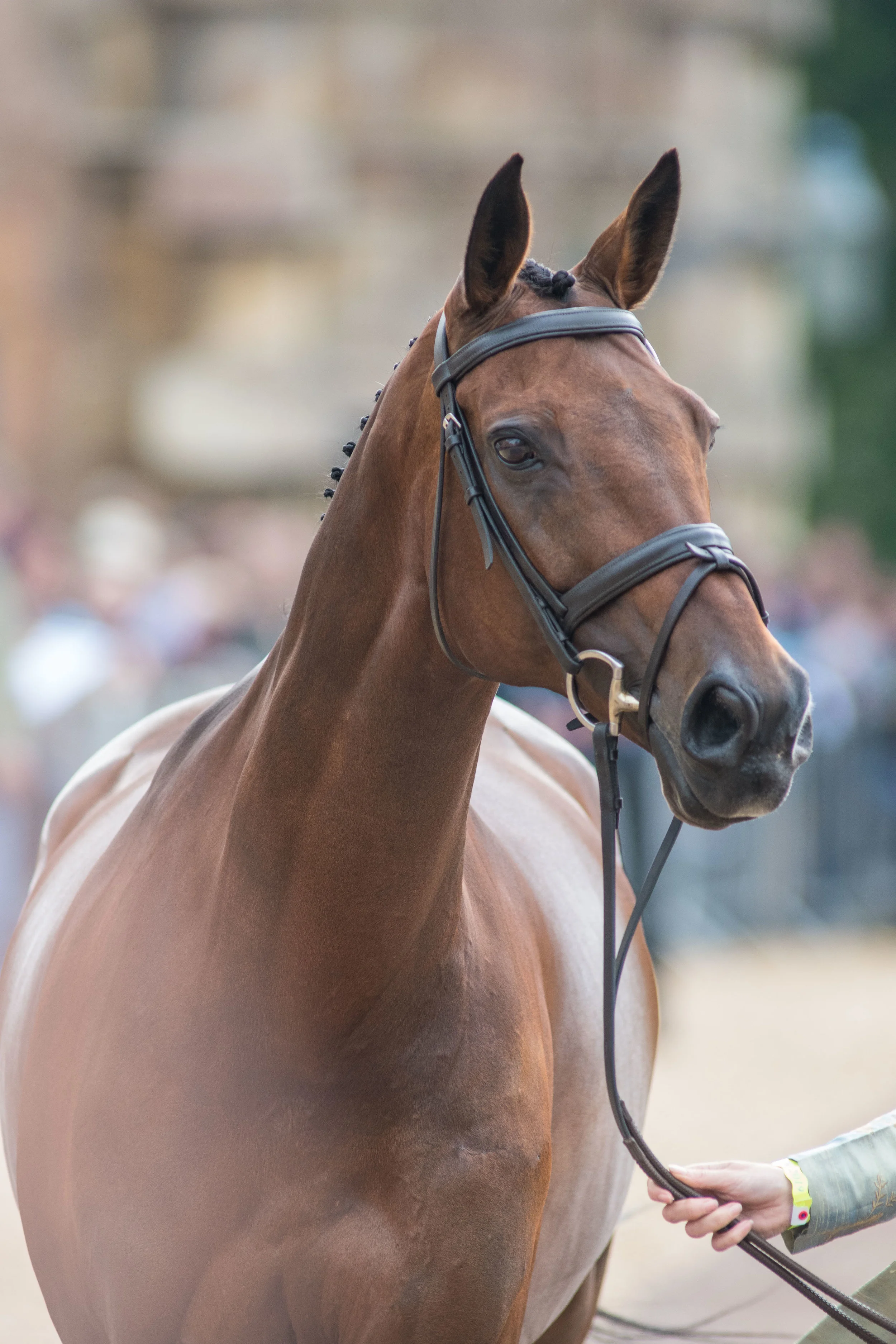 2019 Badminton winner Vanir Kamira at the first horse inspection. Photo taken for Eventing Nation.