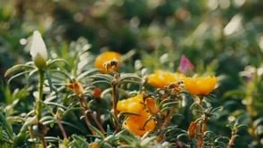 Electrolux Brand Video