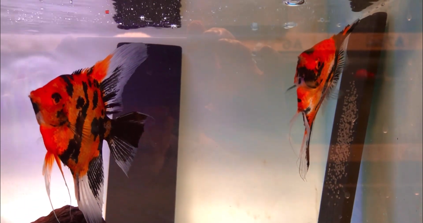 Screenshot 2026-01-11 190418.png