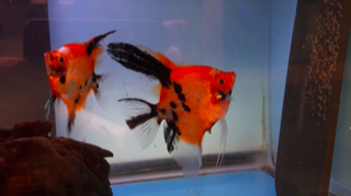 Proven Red Devil Angelfish Pair #4133