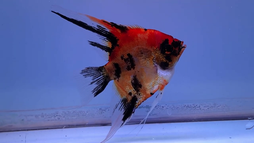 Proven Breeder Adult Male Koi Angelfish #500