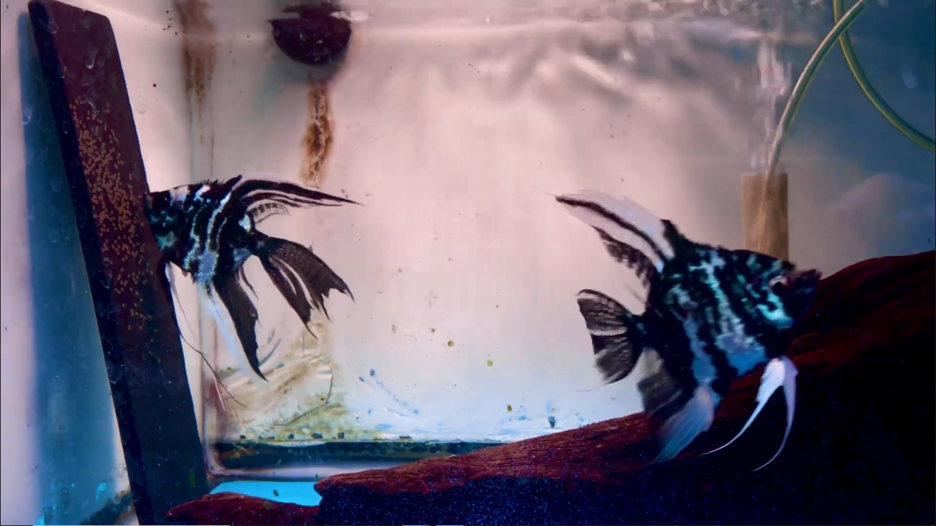 Proven Blue Marble Angelfish Pair #4132