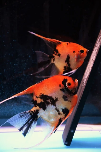 Red Freshwater Angelfish