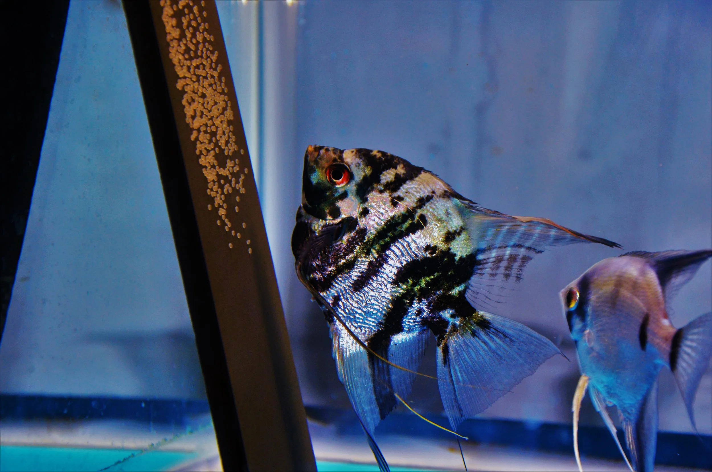 Blue Marble and Blue Silver Cross Breeding Pair