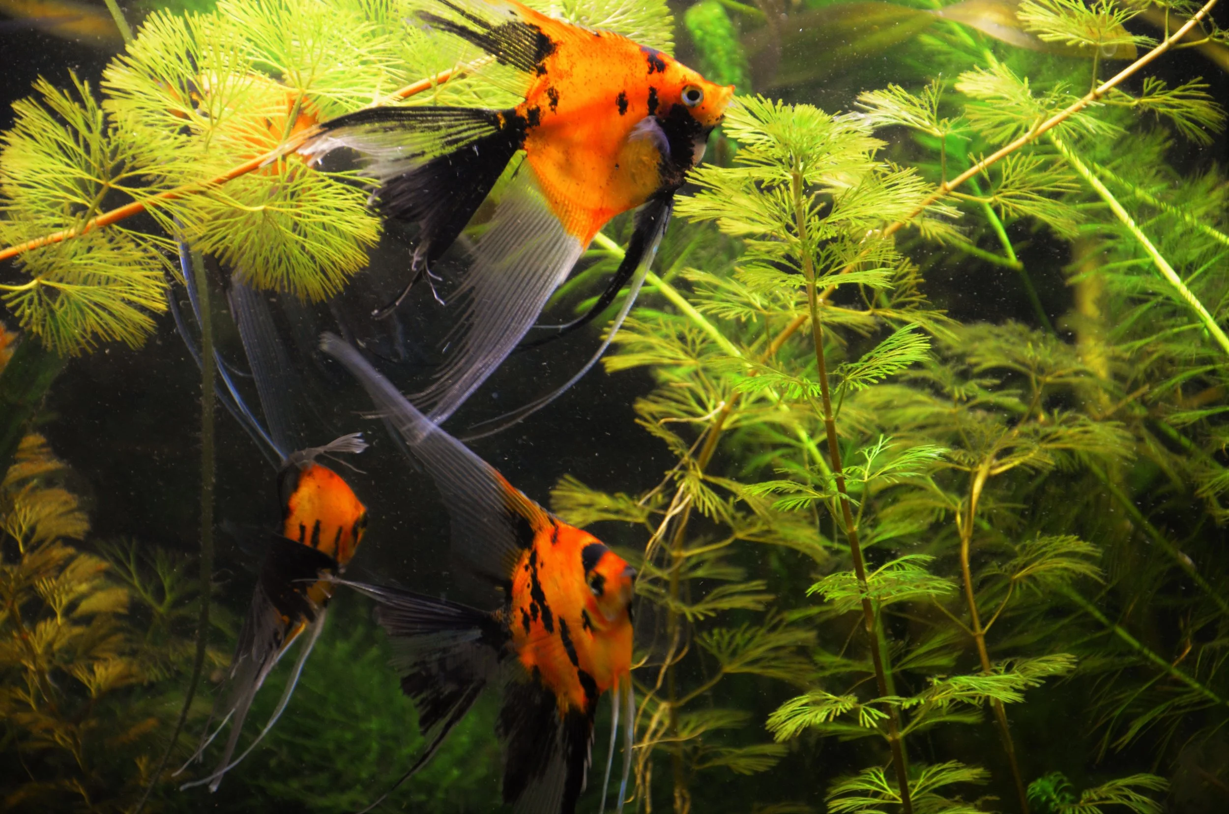 Veil Tail Koi Angelfish adult 