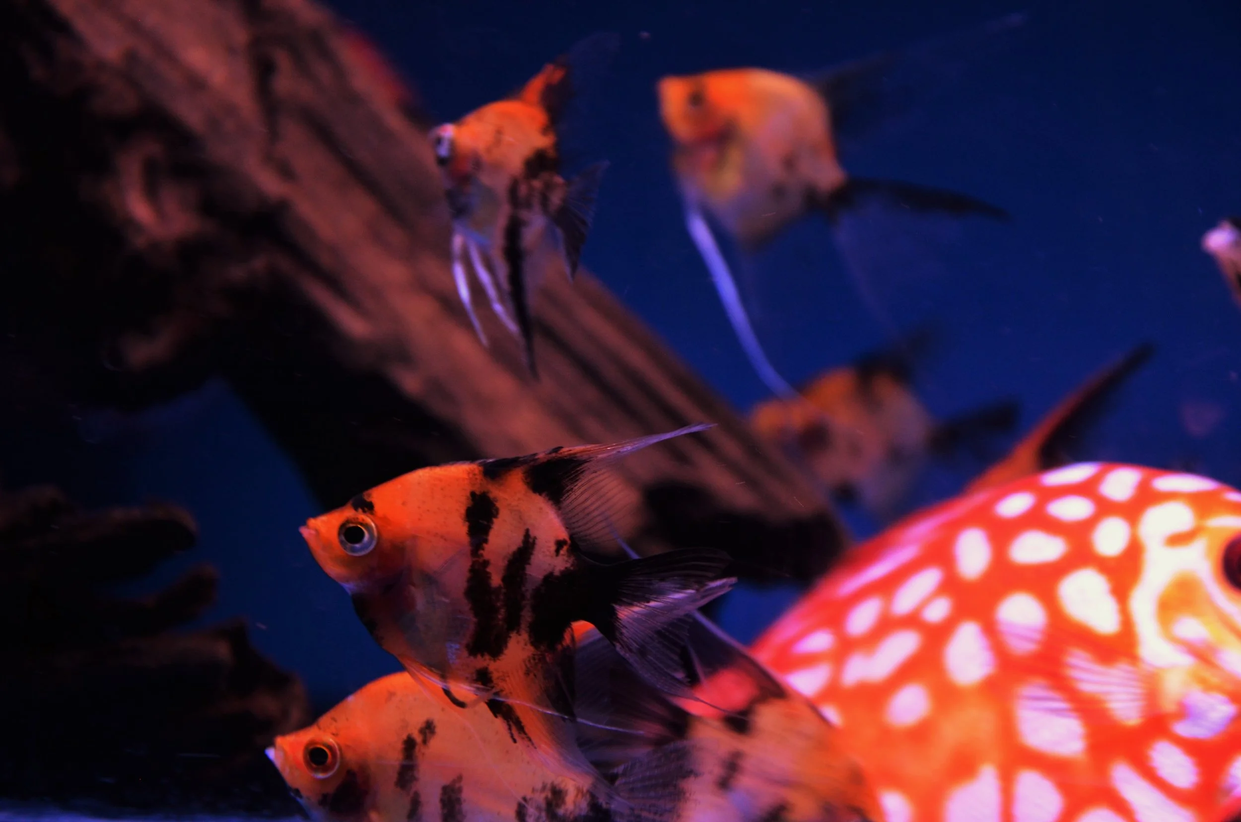 Quarter + Koi Angels.JPG