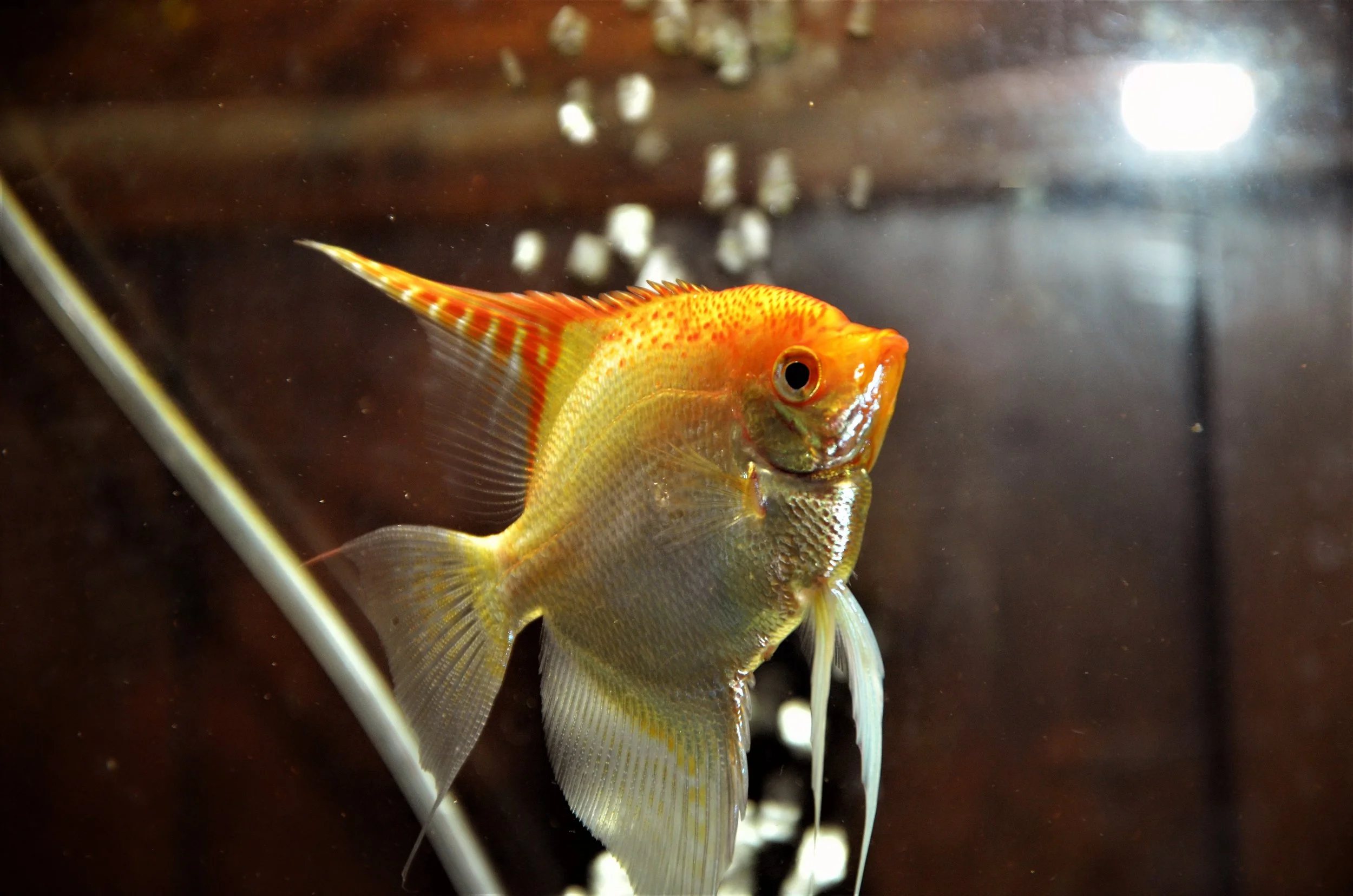 Sunshine Pearl Scale Angelfish