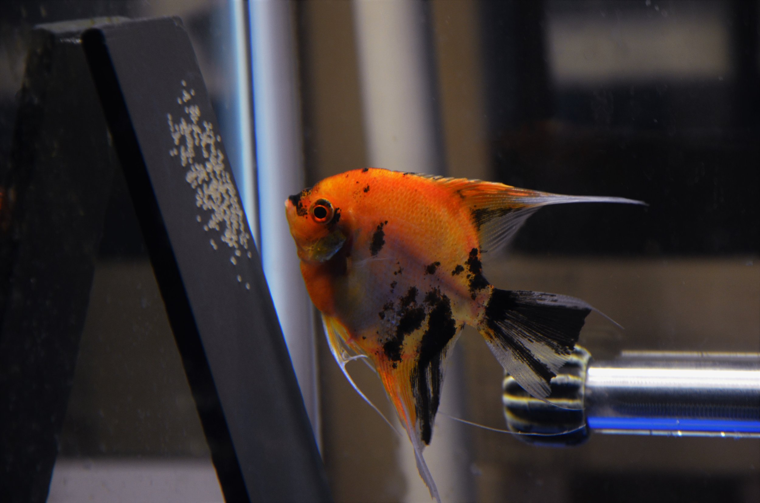 Koi Angelfish, slate with eggs