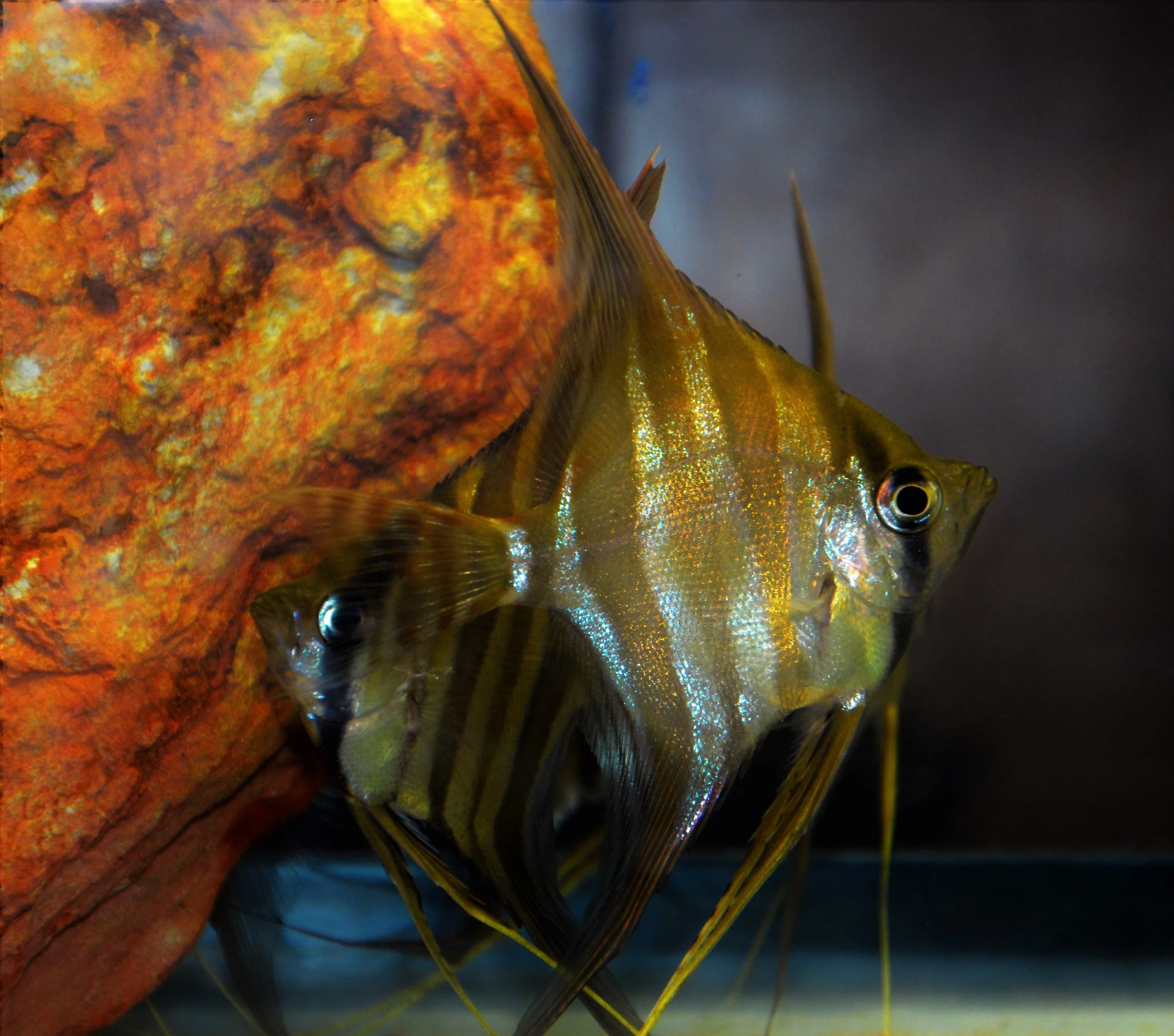 Wild Caught P. Altum Angelfish