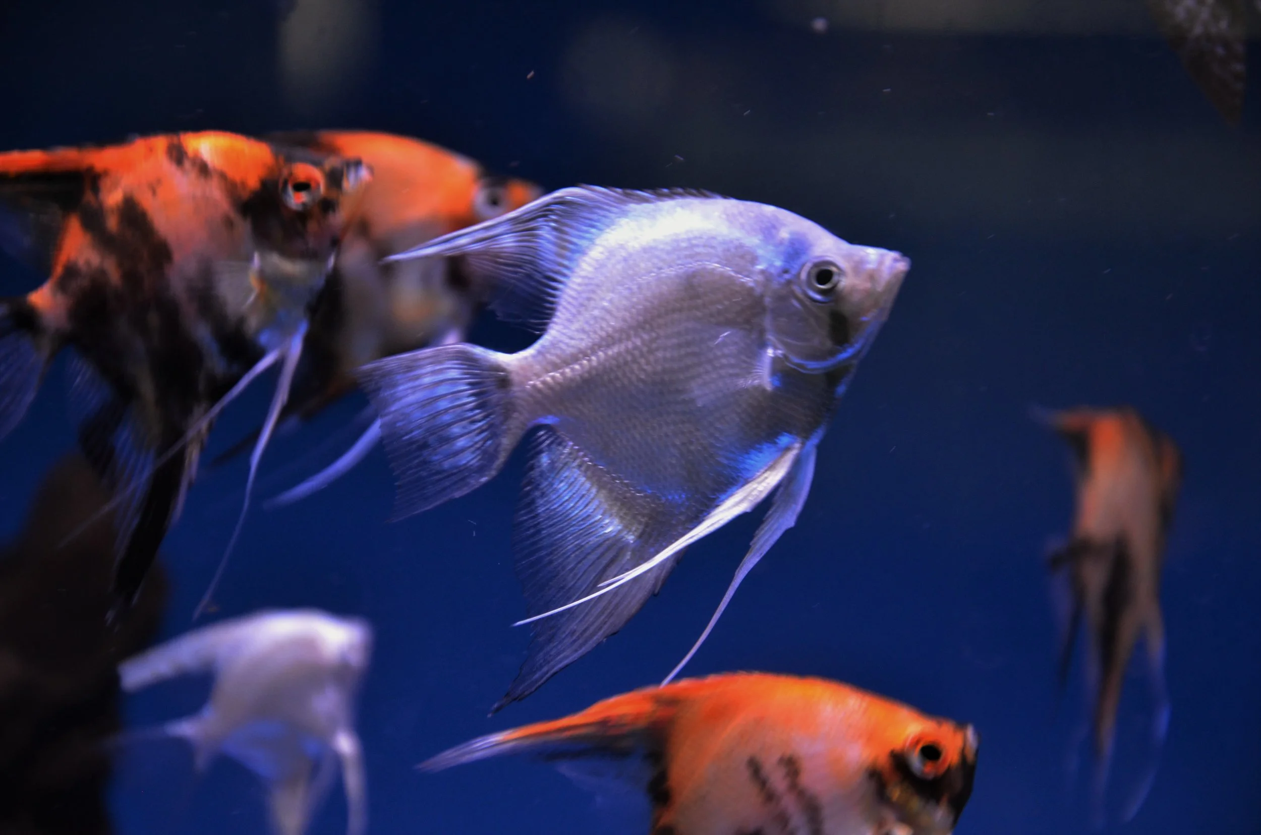 Blue Silver and Koi Angels 