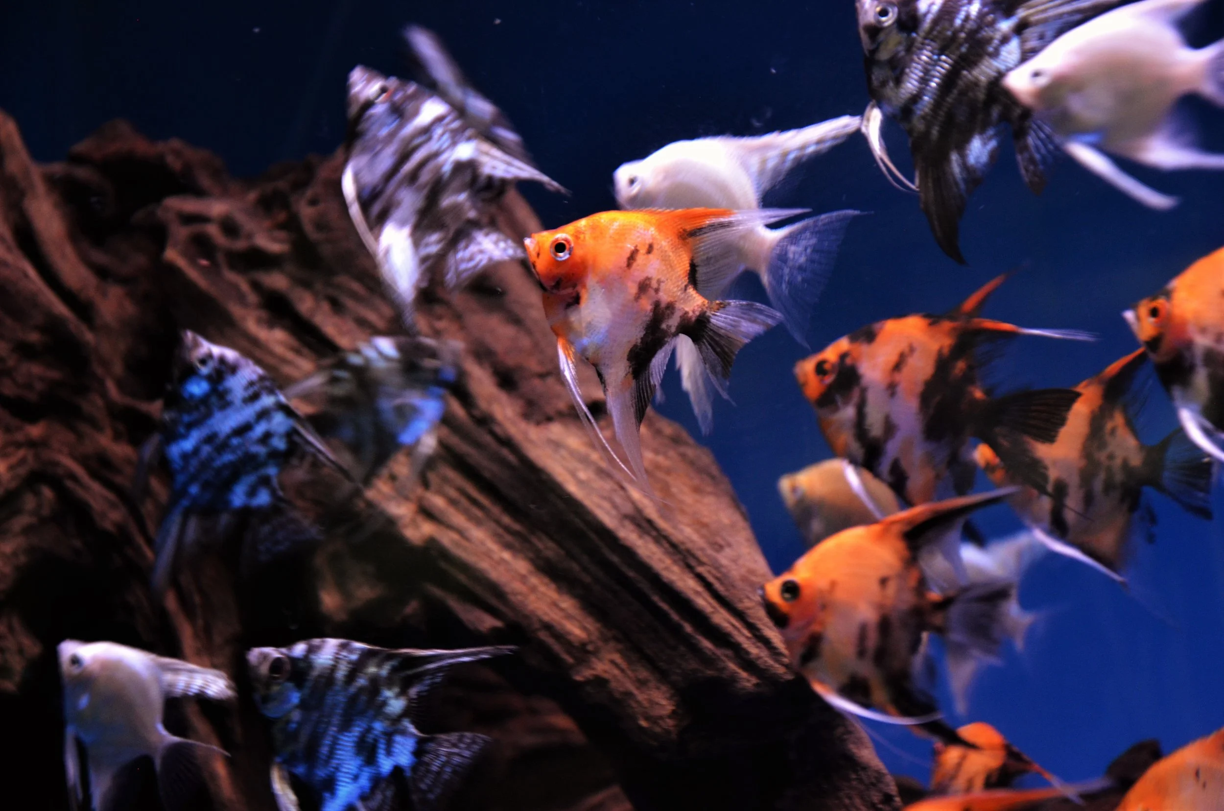 Angelfish in Community Tank