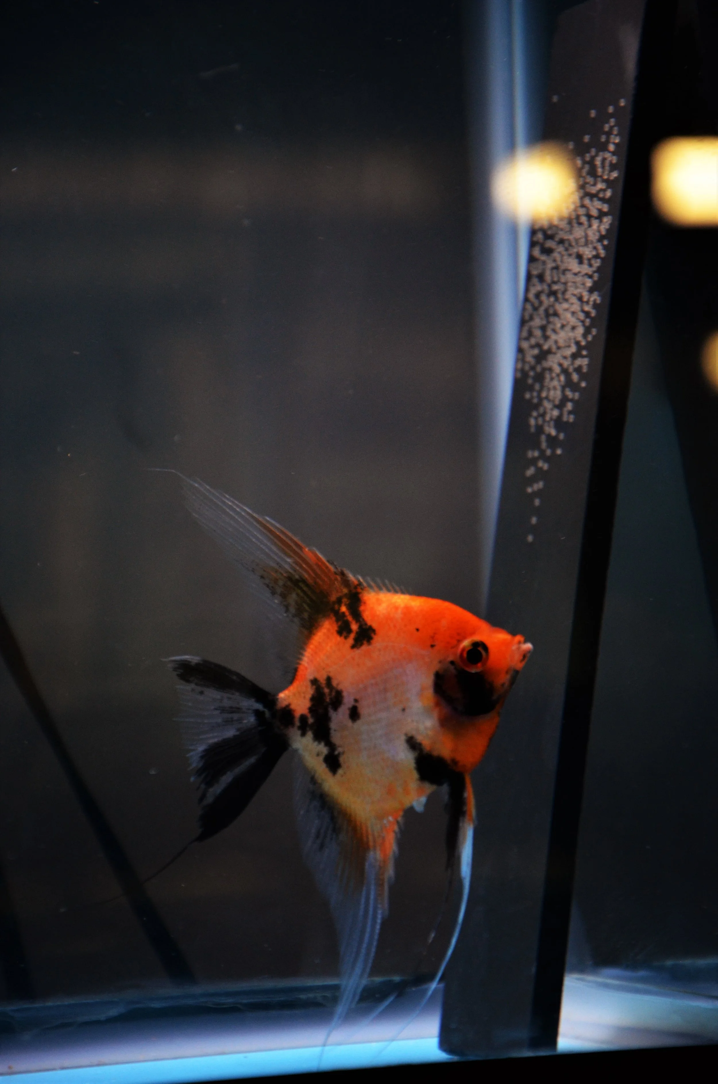 Koi Angelfish with a spawn on slate in rear