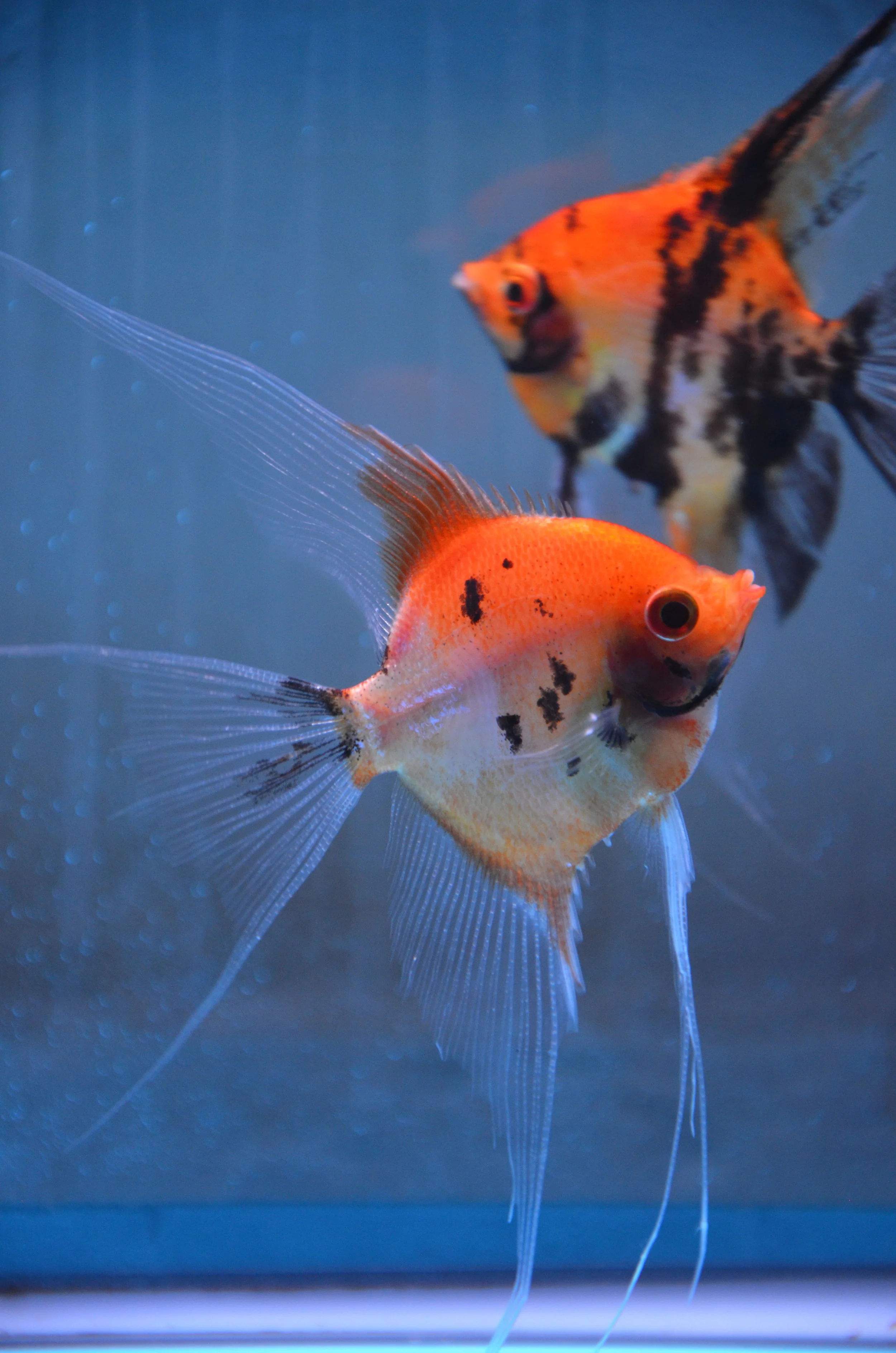 Koi Veil-Standard Cross Pair