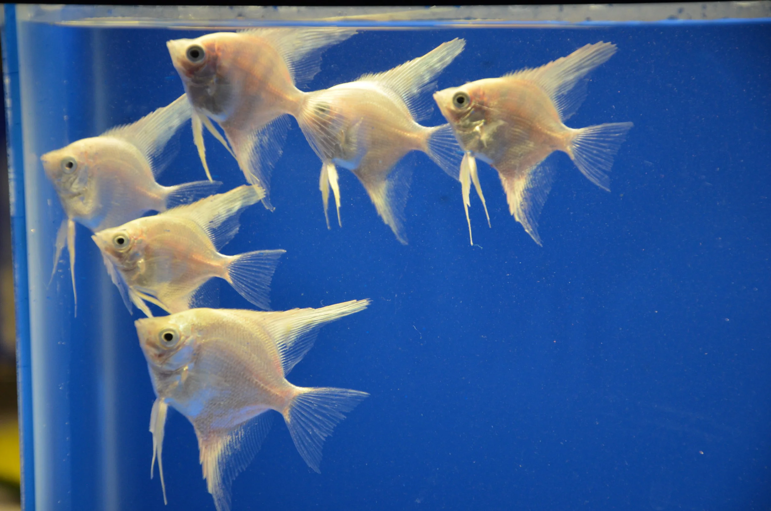 Juvenile Platinum Angelfish