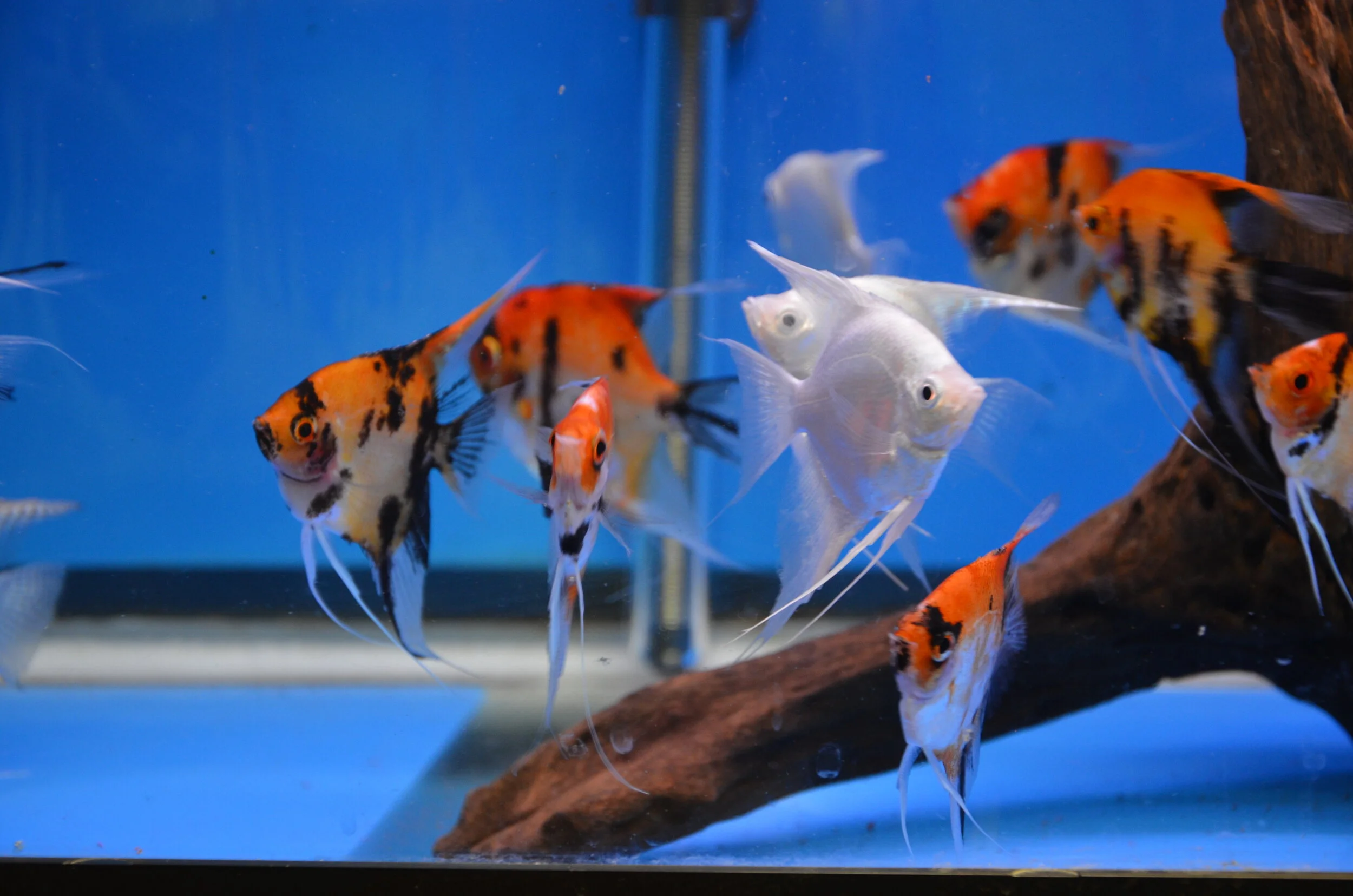 DSC_8142.JPG
