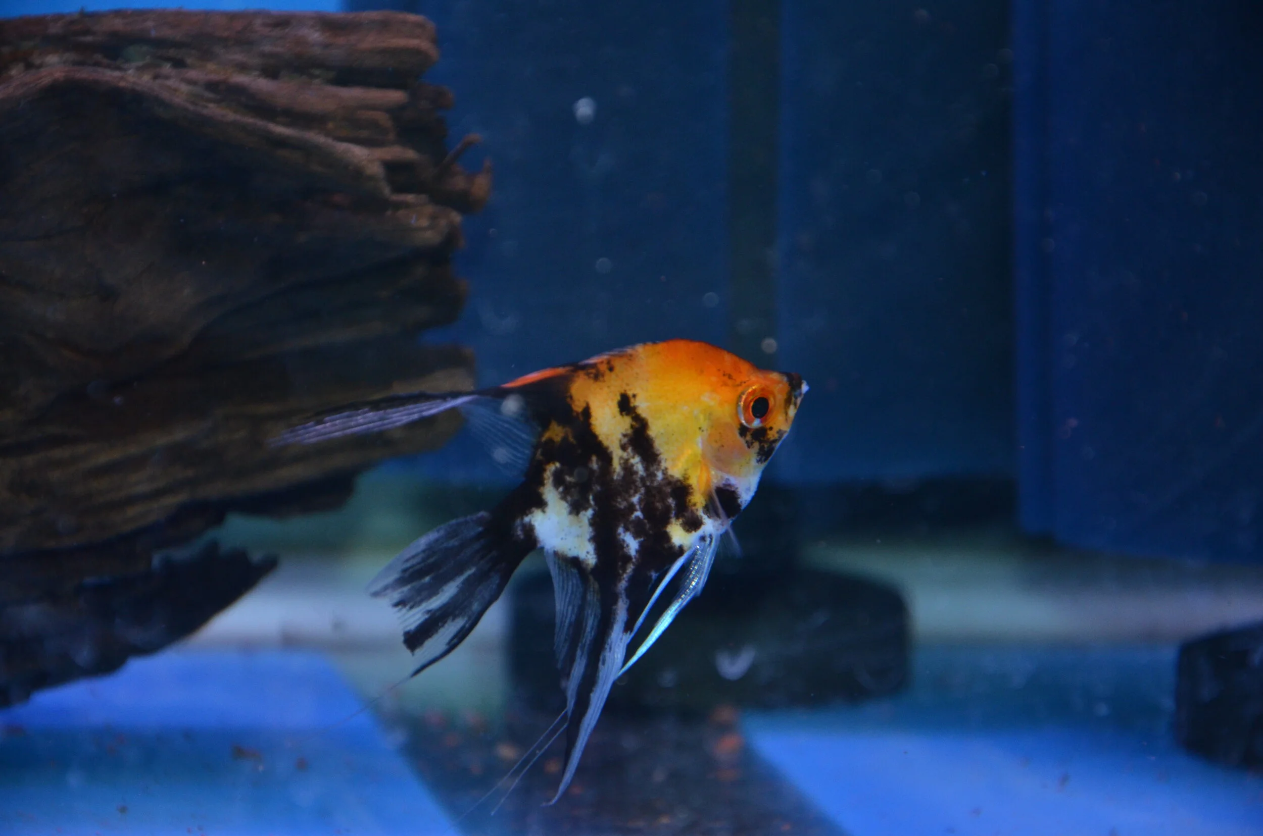 DSC_8116.JPG