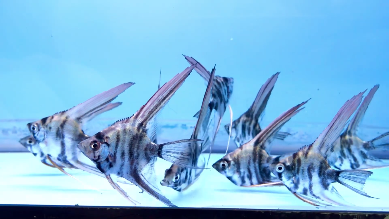 SHOP ANGELFISH & DISCUS