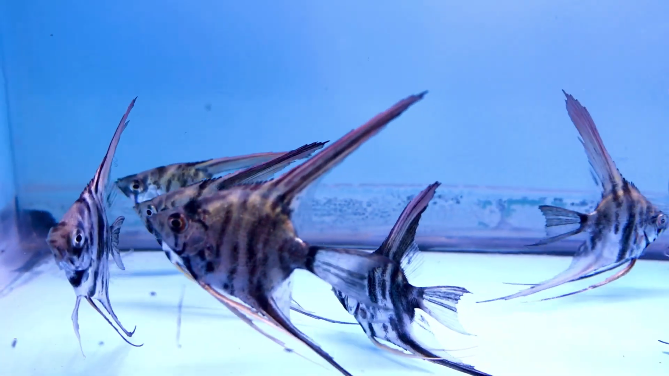 SHOP ANGELFISH & DISCUS