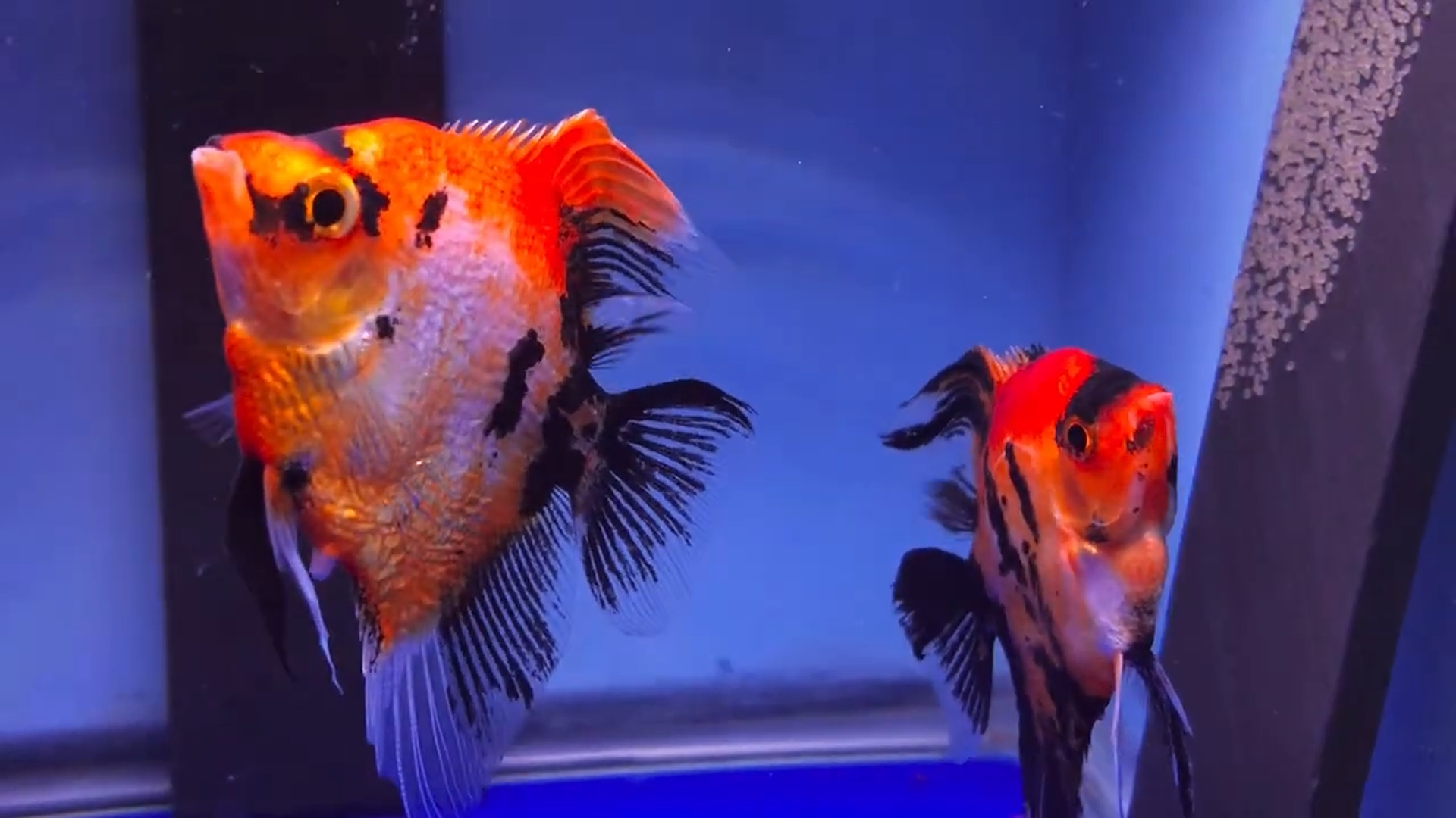 Proven Red Devil Angelfish Pair # 4136