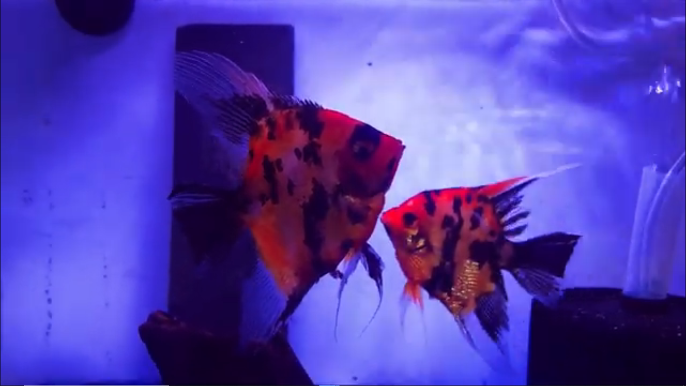Proven Red Koi Angelfish Pair #4131