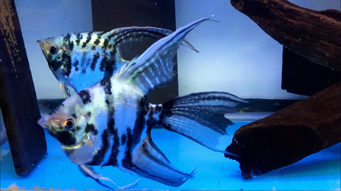 Electric Marble Super Veil Angelfish Pair #2128