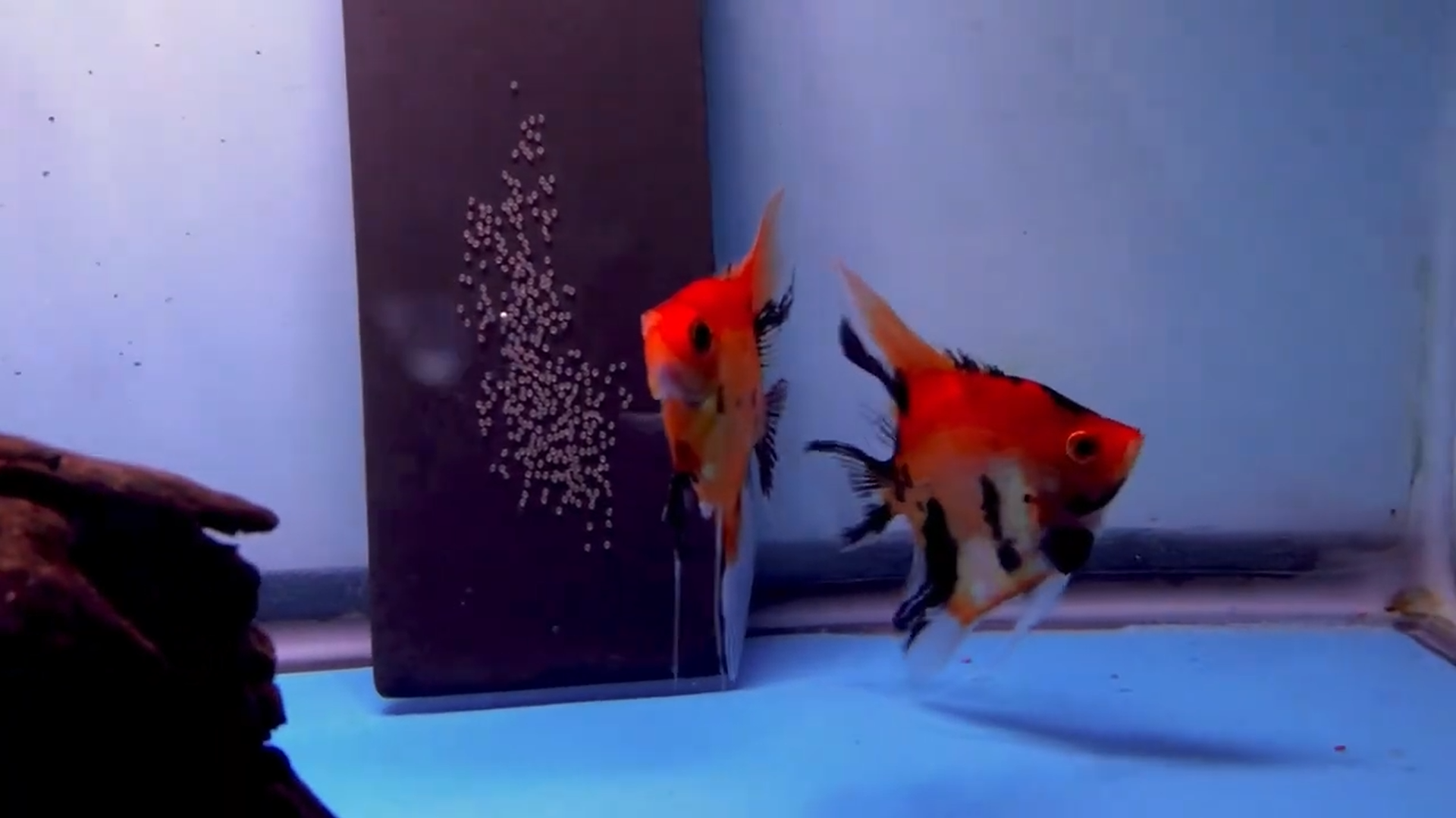 Proven Red Devil Angelfish Pair #4137