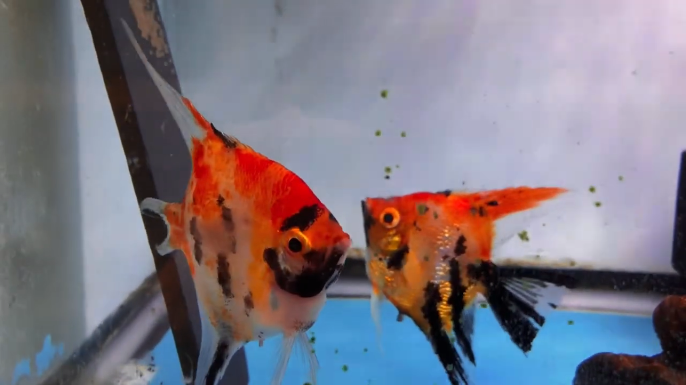 Screenshot (1024).png