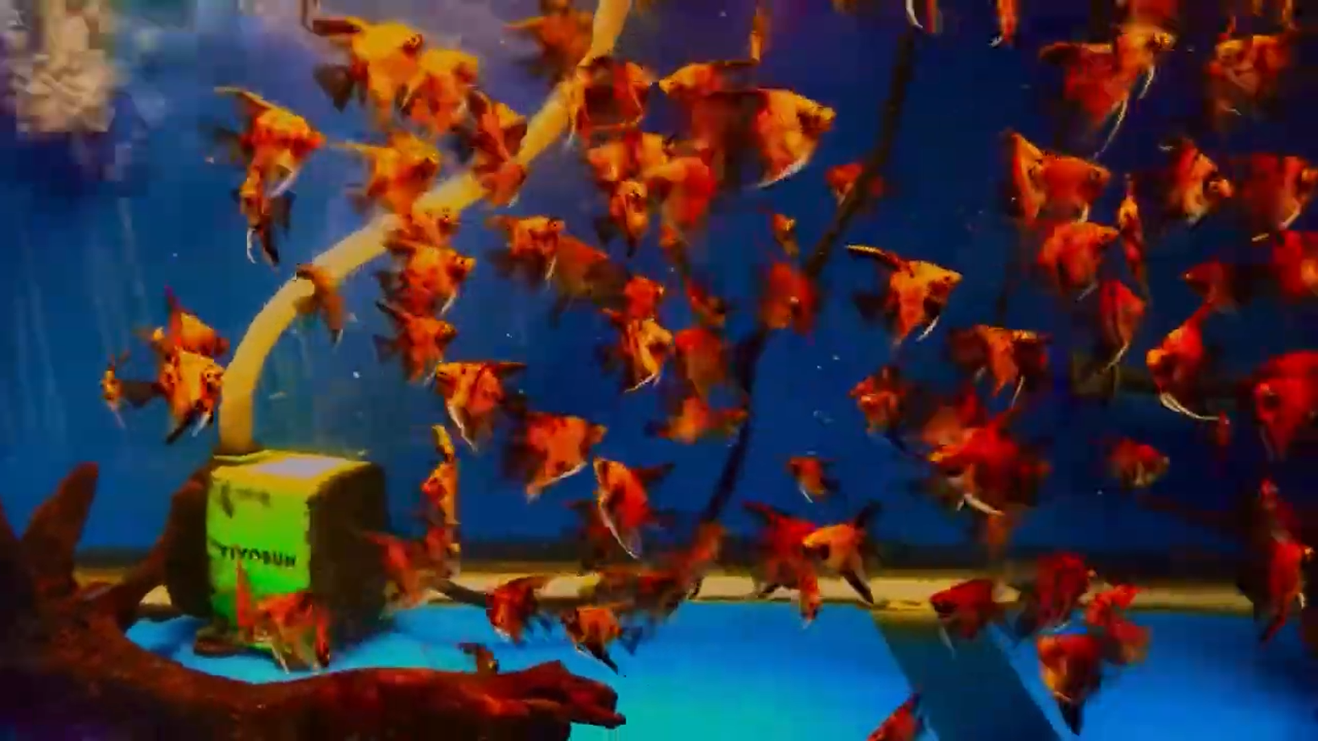 10 Red Devil Angelfish Quarter Plus Size