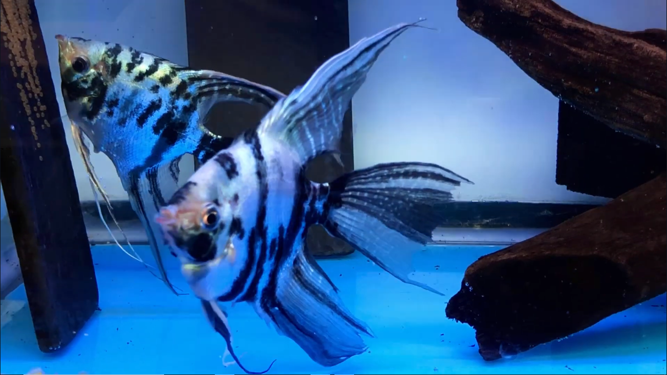 Screenshot 2025-12-07 150738.png