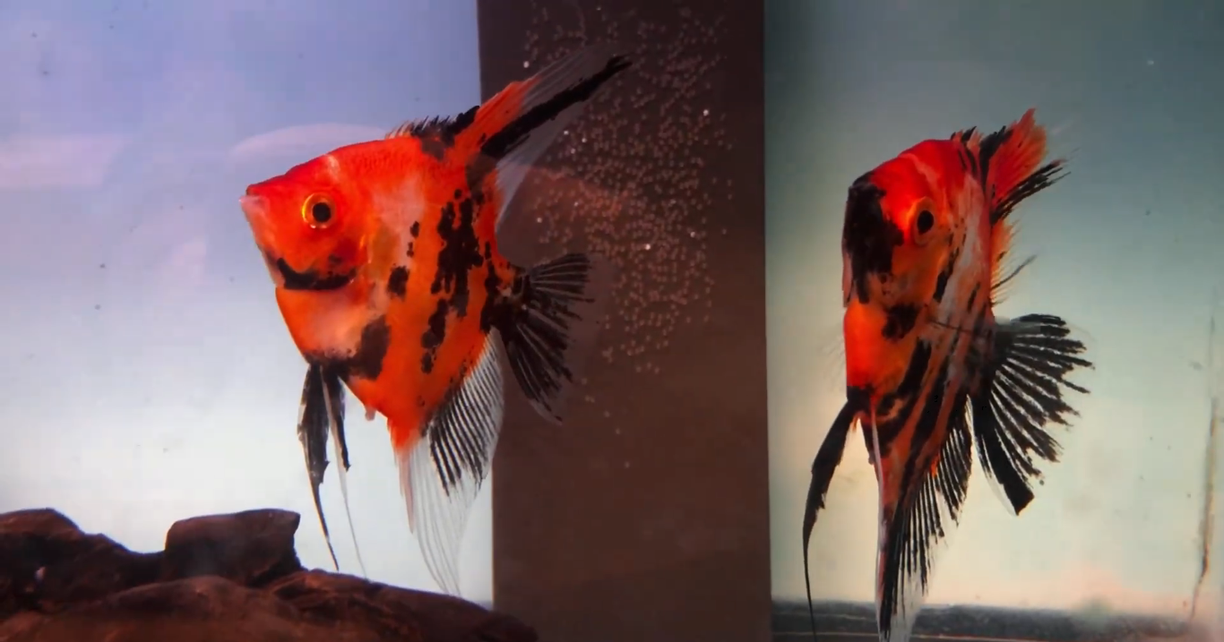 Proven Deep Red Koi Angelfish Pair #2130