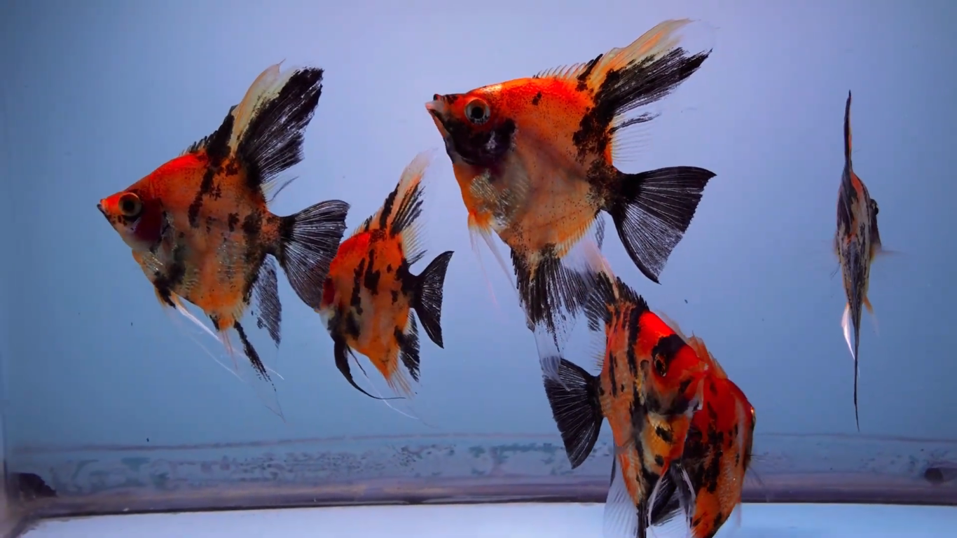 Screenshot (1034).png