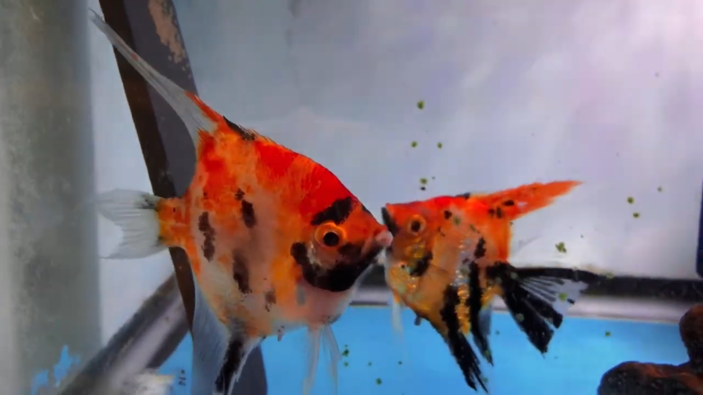 Screenshot (1025).png