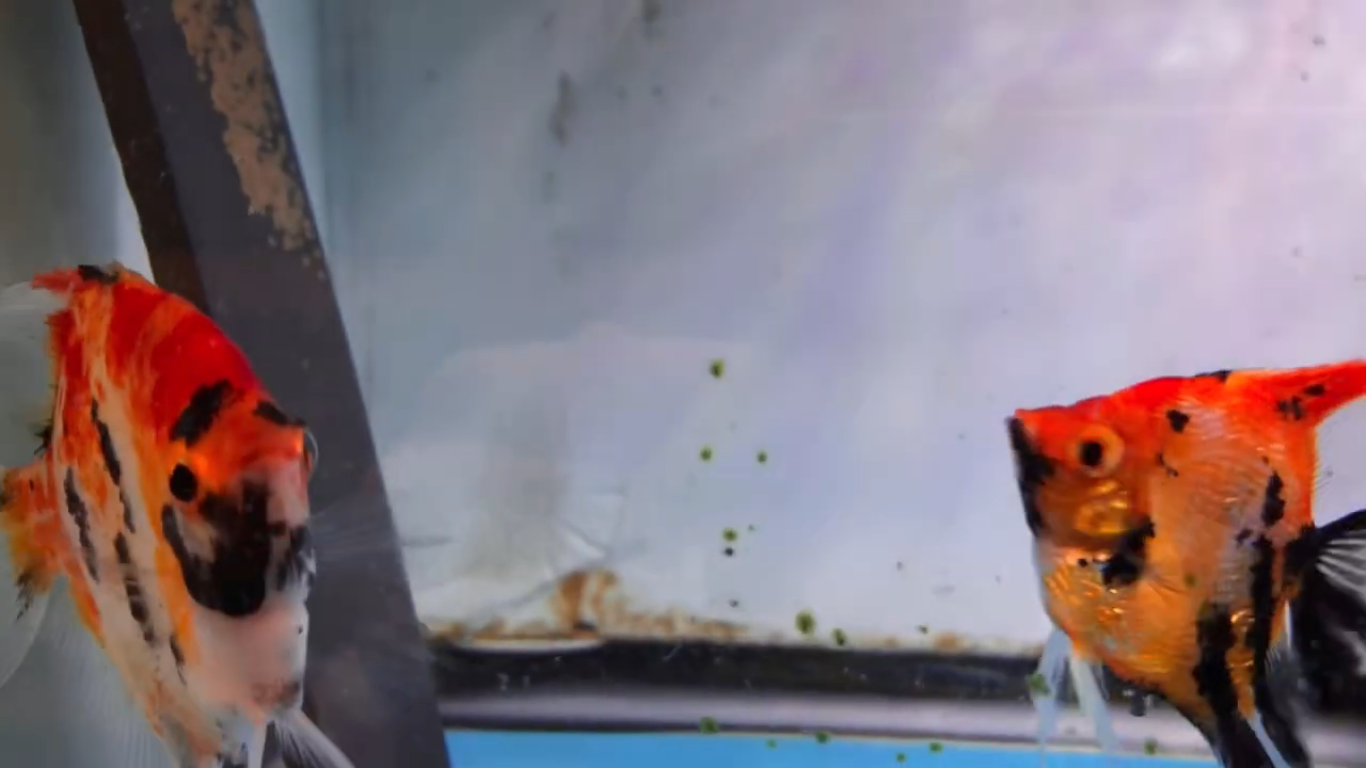 Screenshot (1022).png