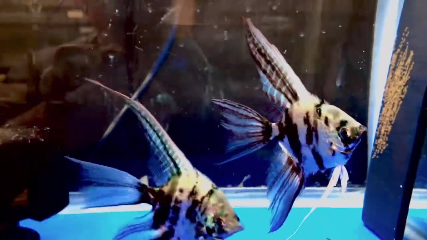 Screenshot (1031).png