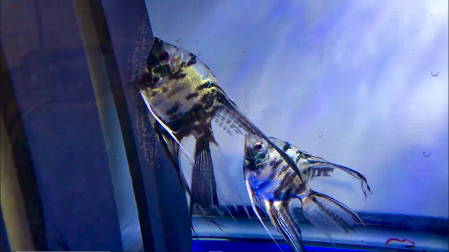 Proven Blue Marble Veil Tail Angelfish Pair #4126