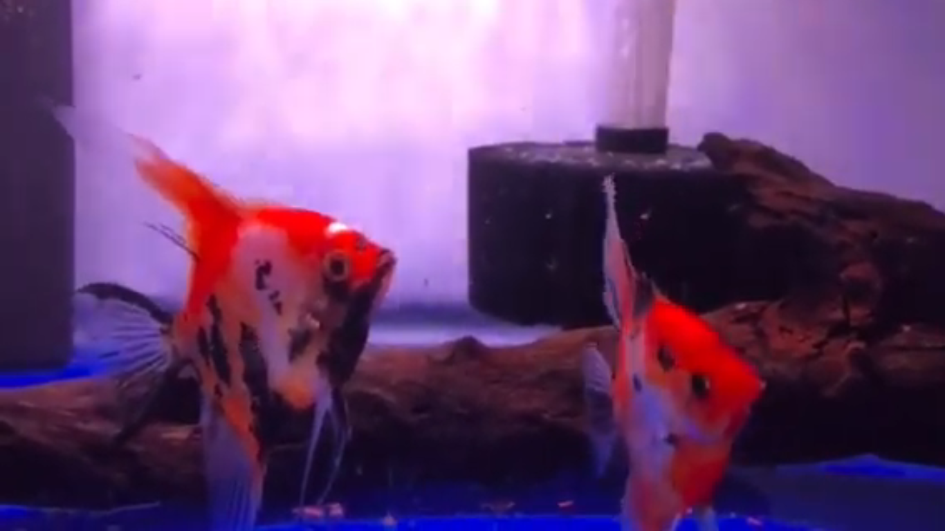 Proven Red Devil Angelfish Pair #4135