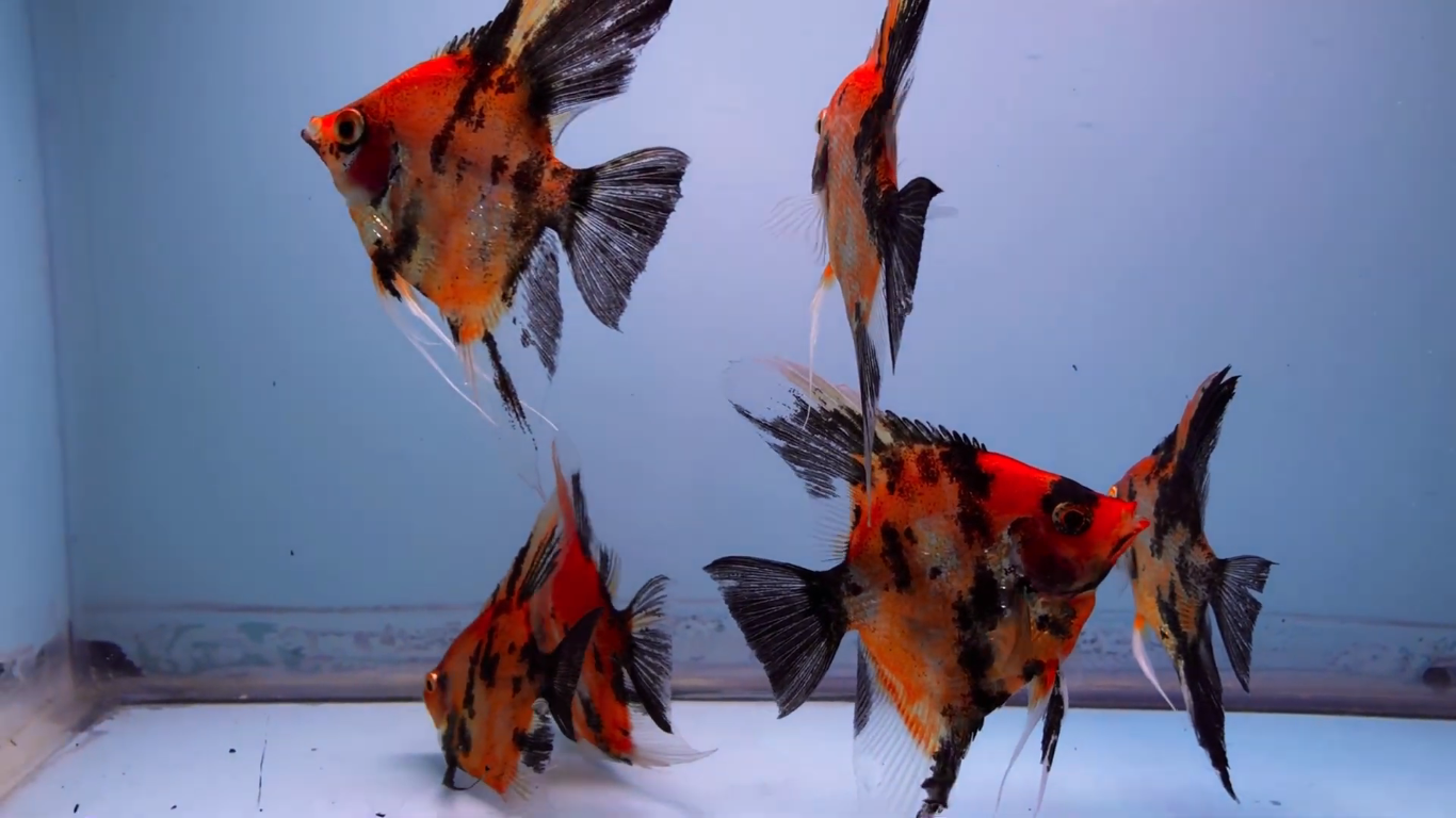 5 Silver Dollar Size Natural Deep Red Angelfish