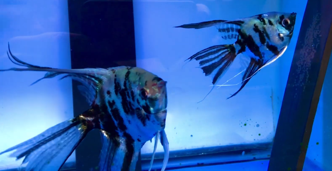 Proven Electric Blue Marble Super Veil-Tail  Angelfish Pair 4132