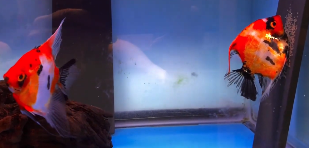 Proven Red Devil Angelfish Pair #4134