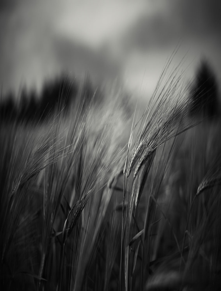 Ruth Cover Image.png