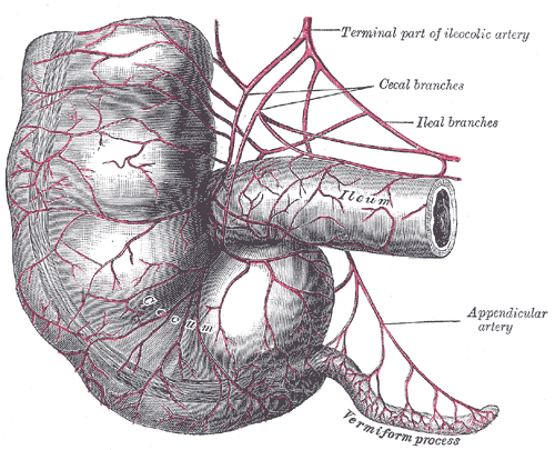 Henry Gray, Anatomy of the Human Body, Figure 1073