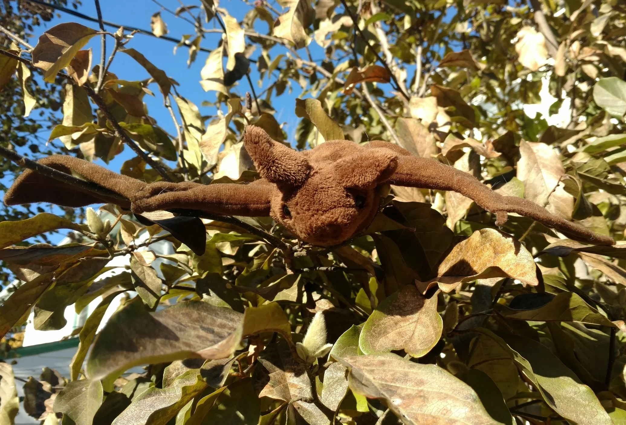 The Benefits of Bats and How to Attract Them to Your Yard