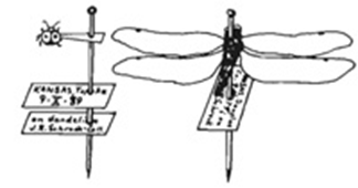Insect Labels