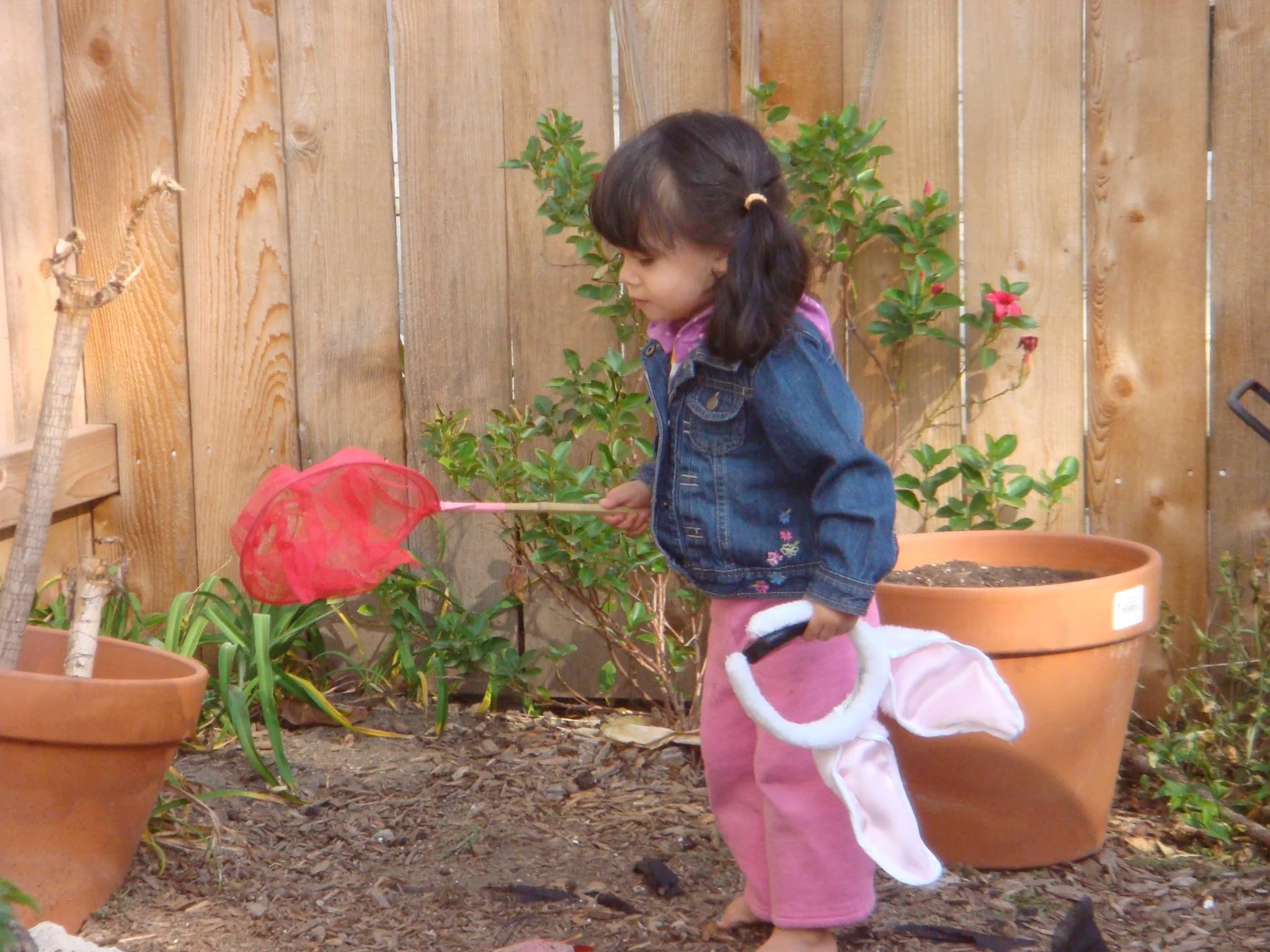 Insect Collecting