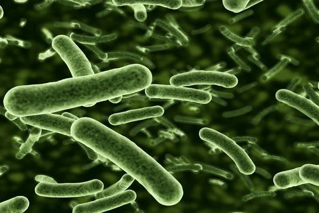 ecoli.jpg
