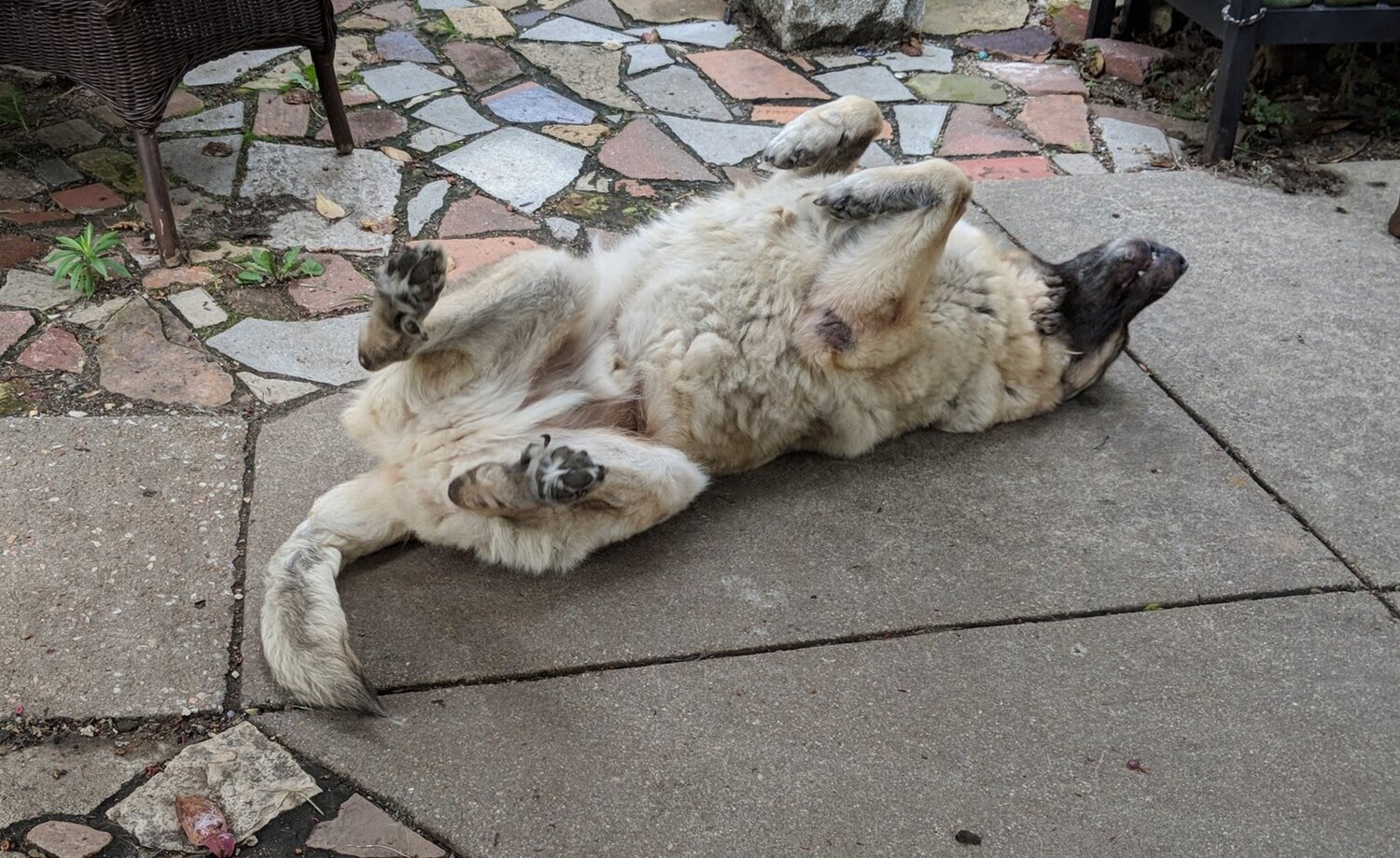 How To Keep The Dog Poop Under Control In The Back Yard The