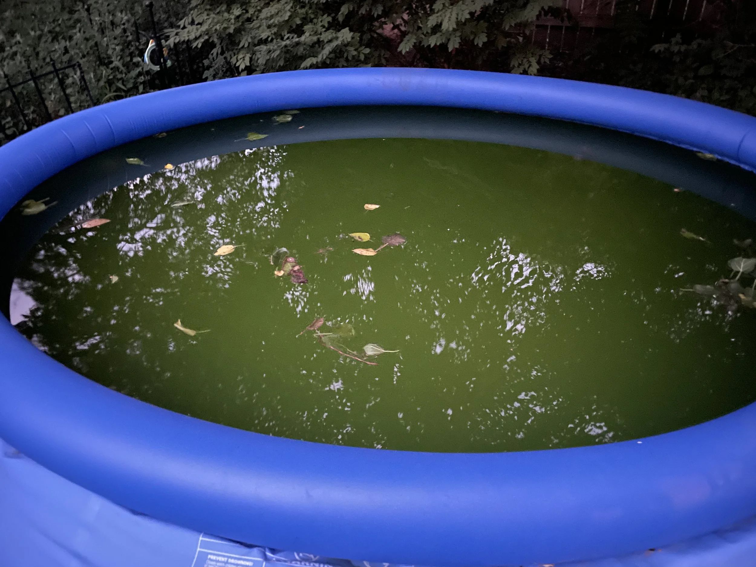 How to Make Green Pool Water Clear Again