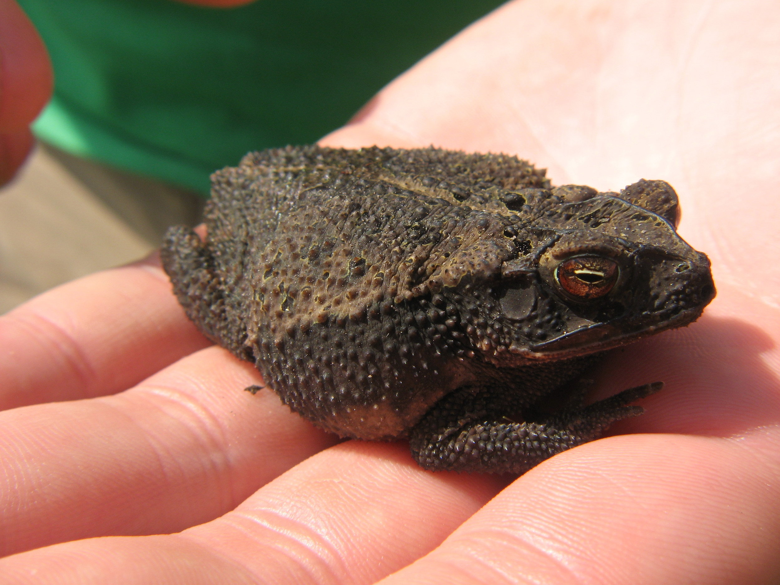 coastalplaintoad__photocredit_jaimegonzález.jpg